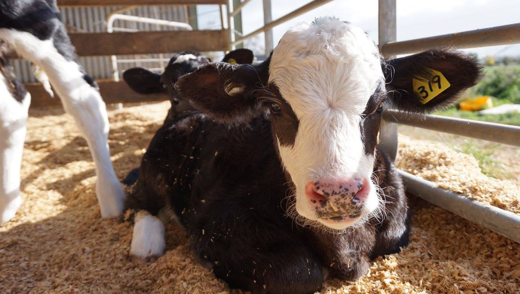 5 steps for better dairy calf welfare | Latest News | RSPCA Approved