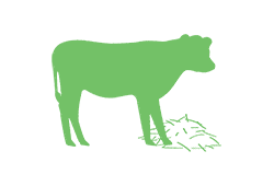 Dairy Calves Icon