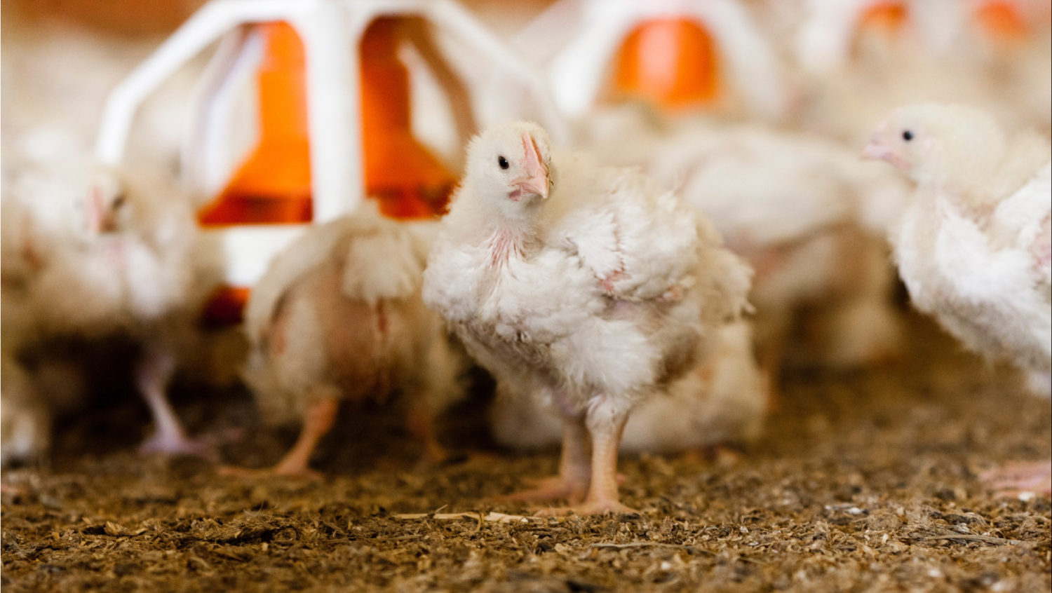 An indoor chicken facing the camera