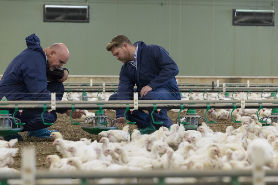 Assessors in a shed assessing an RSPCA approved chicken farm.