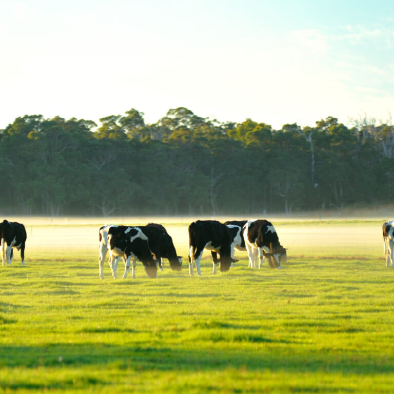 Dairy Cattle grazing in the morning sun as the mist rises over a field of green