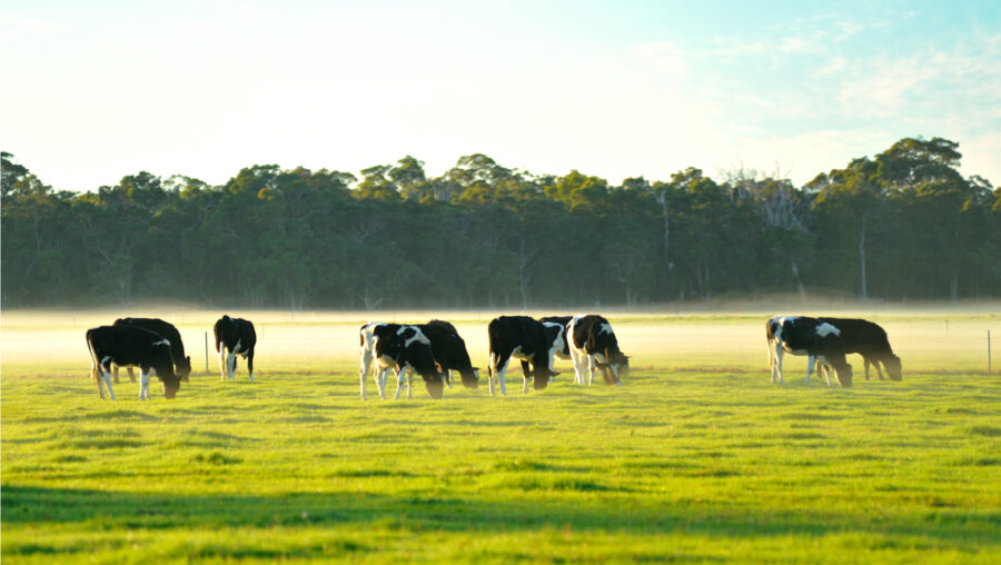 Dairy Cattle grazing in the morning sun as the mist rises over a field of green