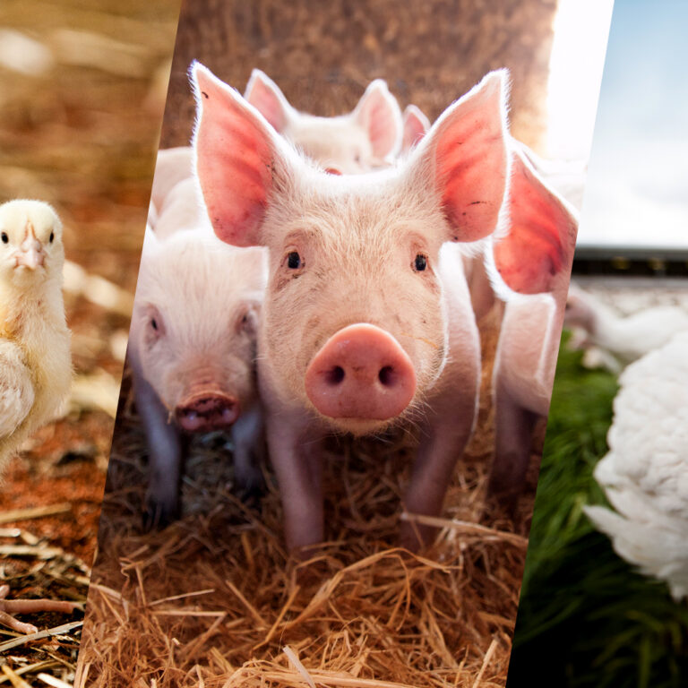 Three close up images of animals facing towards the camera. The three images are a meat chicken, a pig and a turkey. The meat chicken has their head turned over the right of their body looking towards the camera. The pig is standing slightly in front of other pigs in a nest of hay. The turkey is in a field of grass with blue sky, peering curiously into the camera lens,with other turkeys behind them.