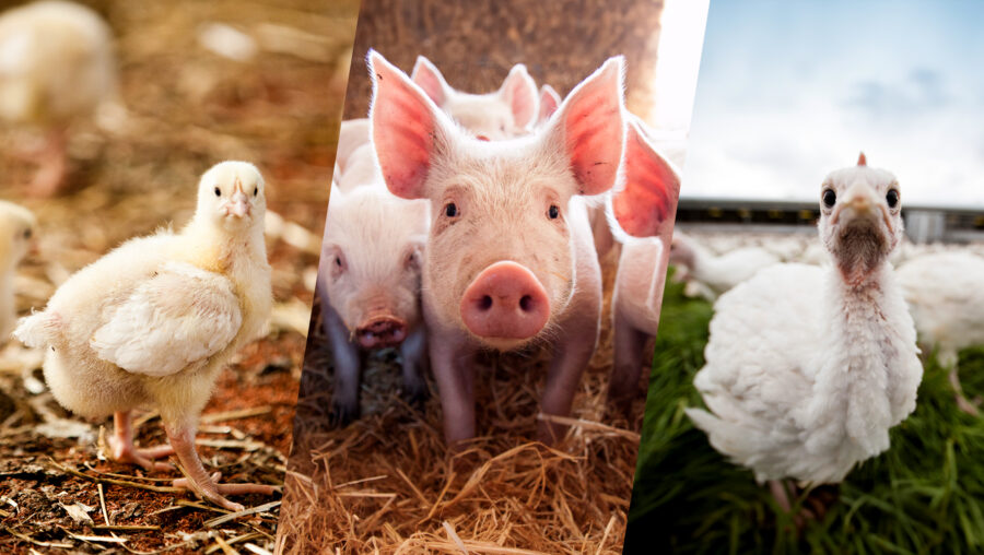 Three close up images of animals facing towards the camera. The three images are a meat chicken, a pig and a turkey. The meat chicken has their head turned over the right of their body looking towards the camera. The pig is standing slightly in front of other pigs in a nest of hay. The turkey is in a field of grass with blue sky, peering curiously into the camera lens,with other turkeys behind them.