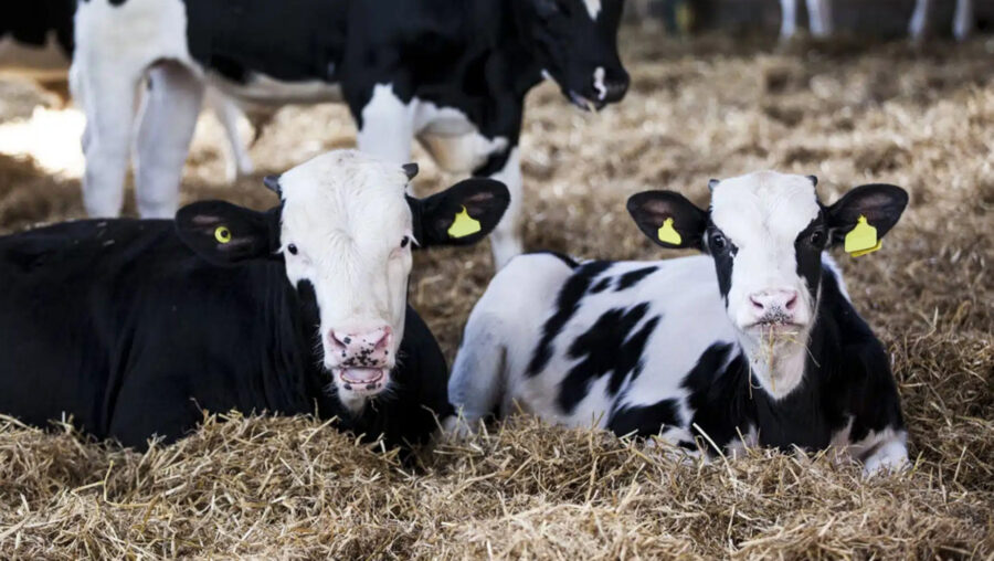 Two dairy calves lie in a bed of straw facing the camera